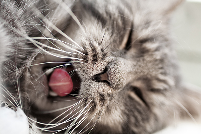 cat bed kitten portrait photography white fur