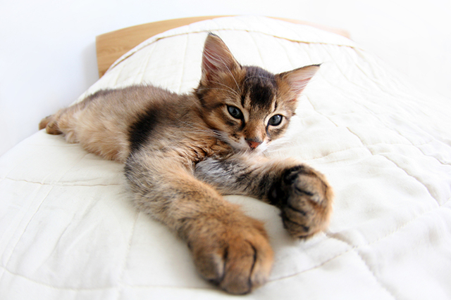 cat bed kitten portrait photography white fur
