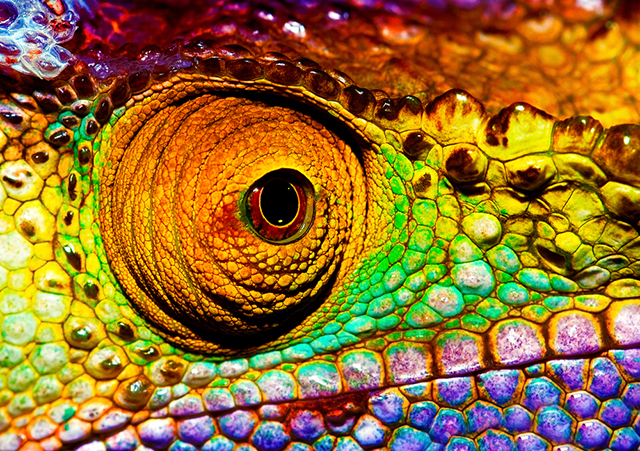 colourful chameleon eye close up red blue green yellow rainbow