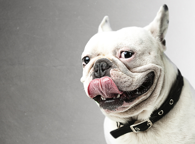 happy bulldog french dog tongue white black pink smile portrait pet
