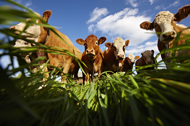 cows field grass brown cow animal cattle blue sky low angle camera floor ground