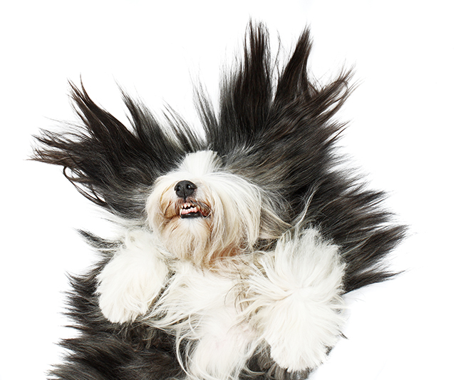 old english sheepdog dog pet animal floor back laughing happy tickling fun portrait