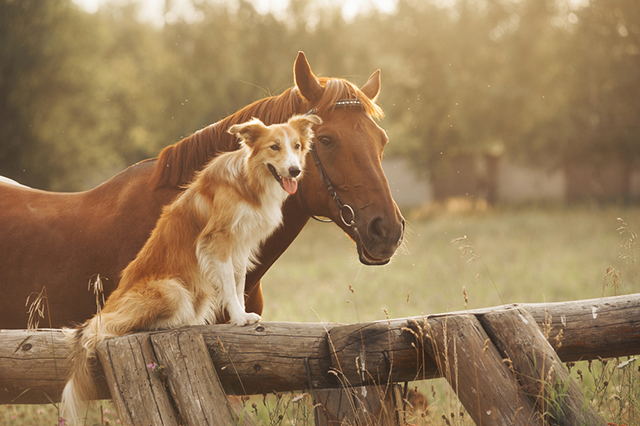 horse dog friends pet friendship odd pairing field sunset glow pet portrait