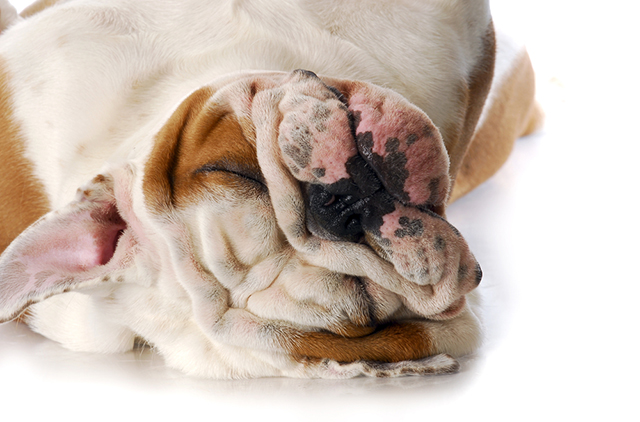 dog asleep bulldog lazy floor white background snoring tired pet portrait