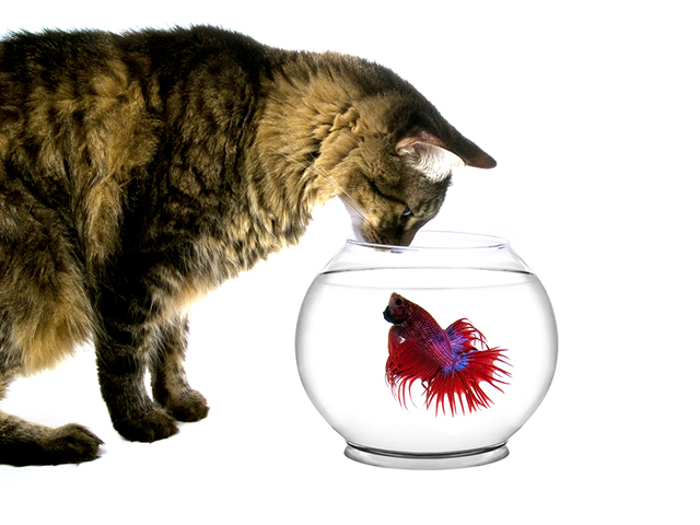 cat waiting watching fish in bowl water red blue fish tropical isolated white background tabby pet portrait