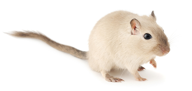 mouse white background furry creature small animal pet portrait