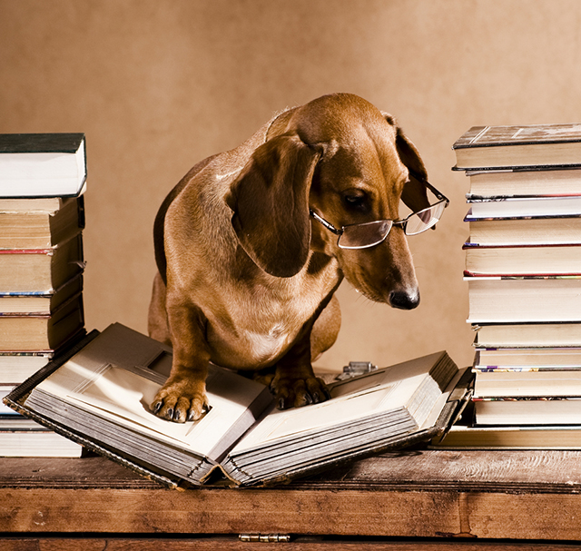 dog daschund daxon reading glasses study books desk working funny costume pet portrait
