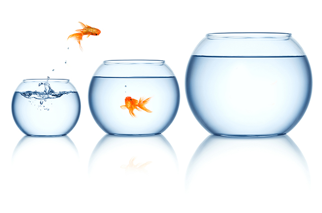 gold fish concept 3 fish bowls size water 2 goldfish jumping leaping escaping funny orange yellow pet portrait
