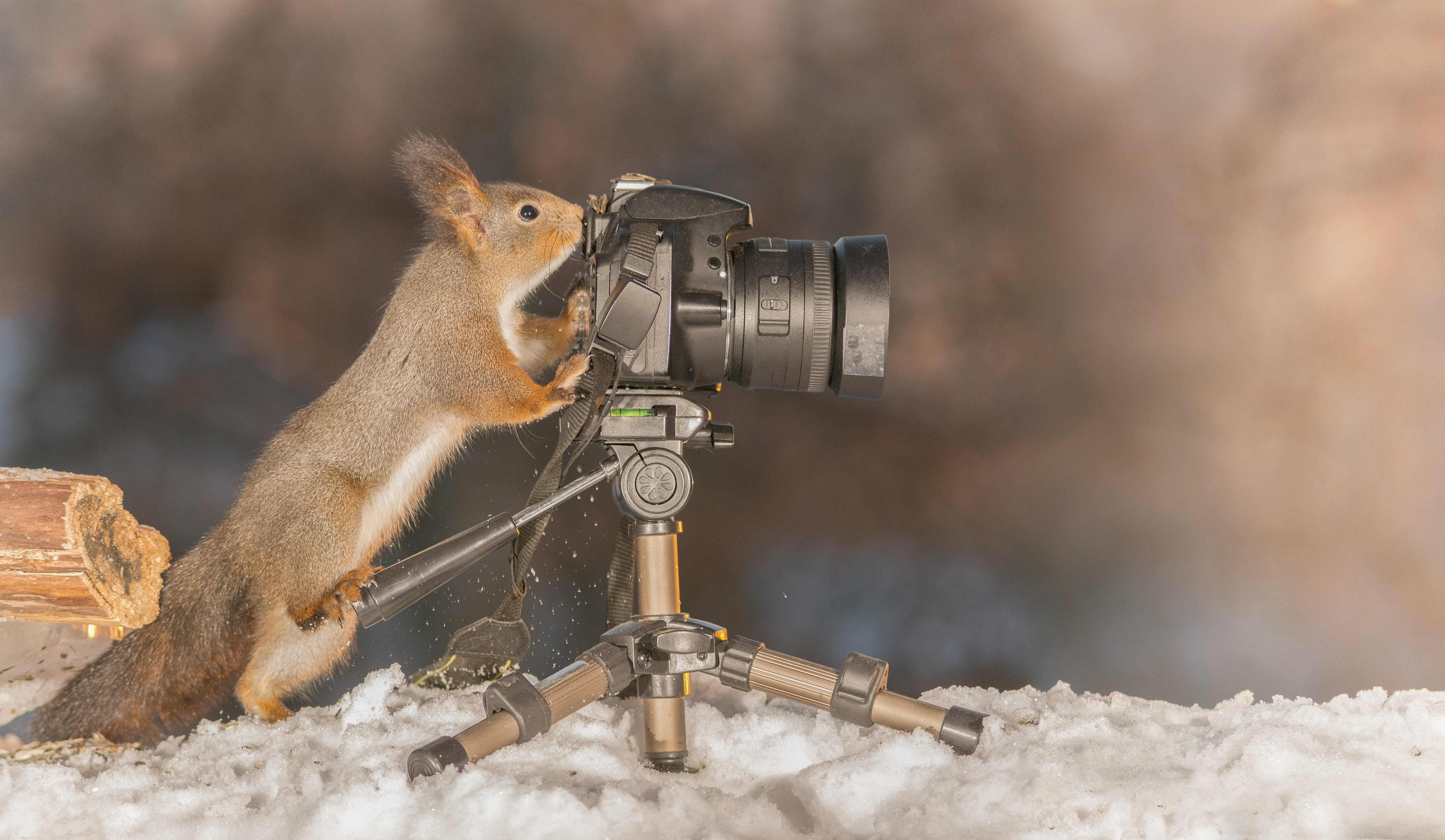 squirrel nuts wildlife photography red grey furry tree camera