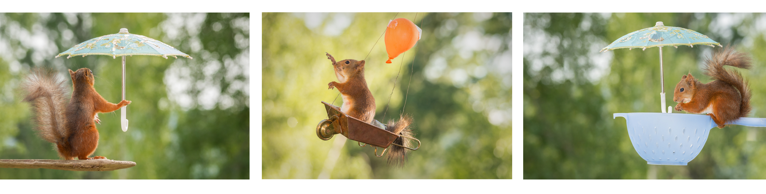 squirrel nuts wildlife photography red grey furry tree