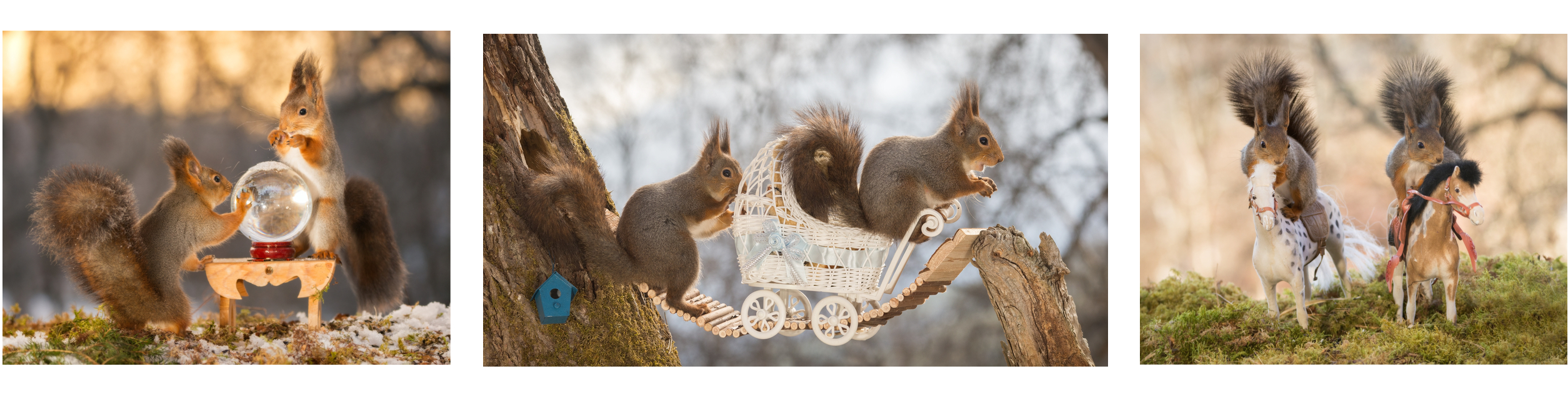 squirrel nuts wildlife photography red grey furry tree