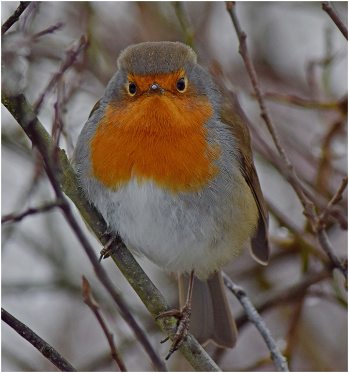 robin bird winter red wildlife photography