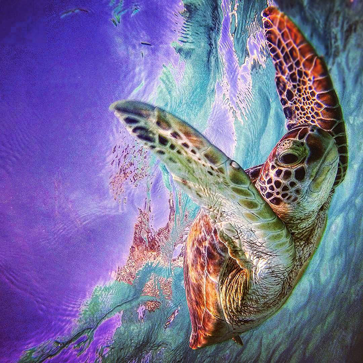 turtle water wildlife sea purple green