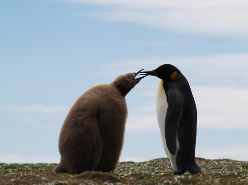 penguin winter antartic snow parent child family animal wildlife