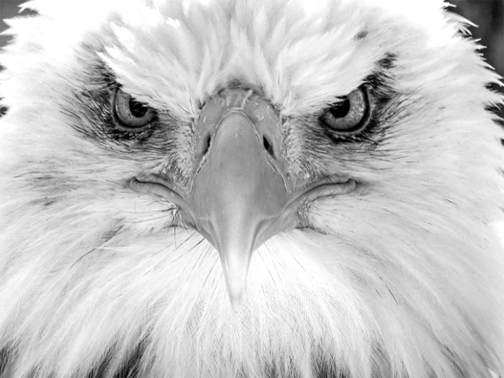 eagle black and white beak eyes wings portrait face photography