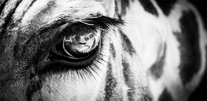 giraffe eye animal wildlife eyelash