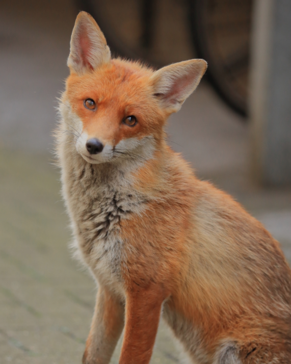 fox wildlife animal red fur photography