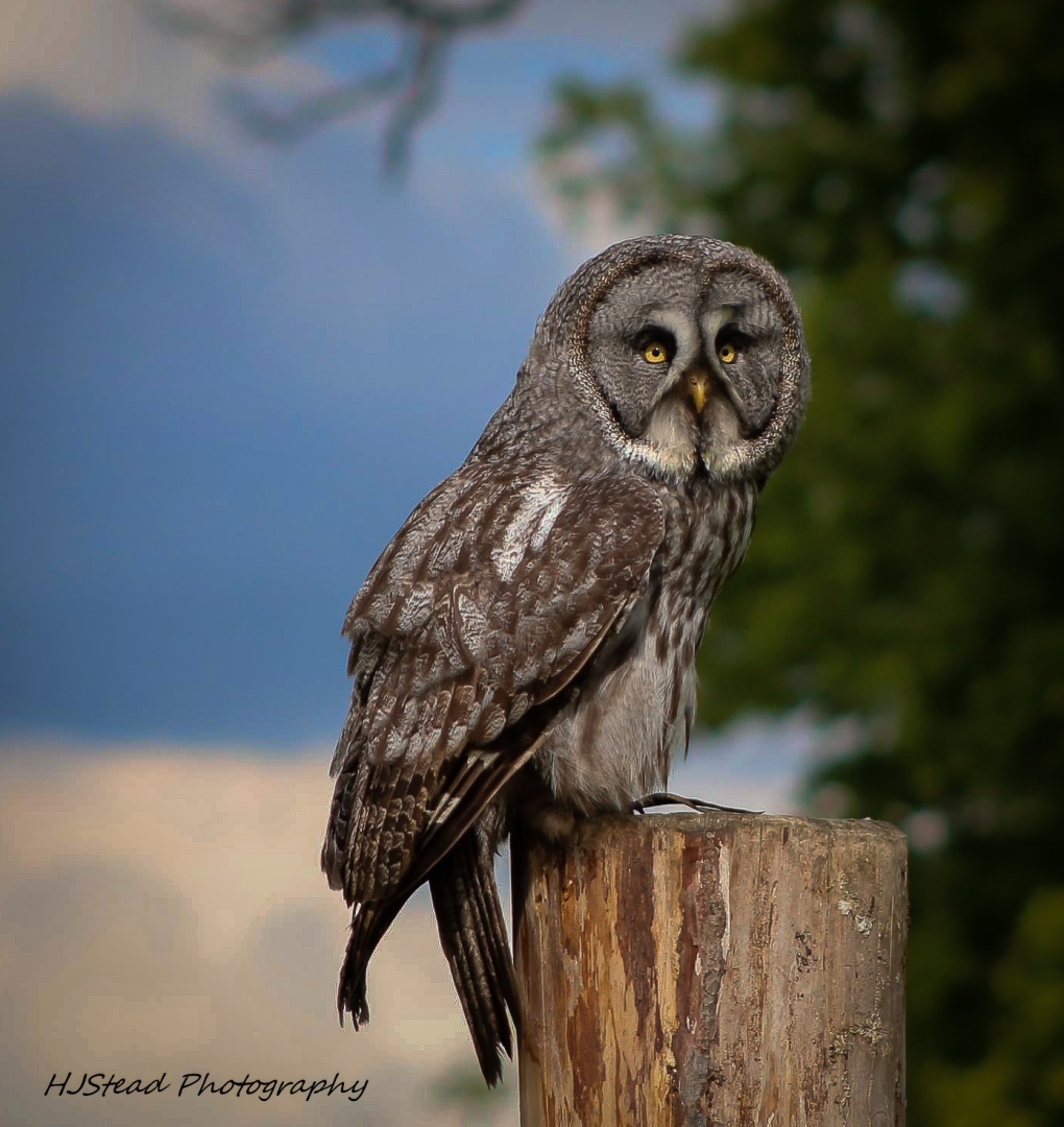 owl bird wings perch animal prey