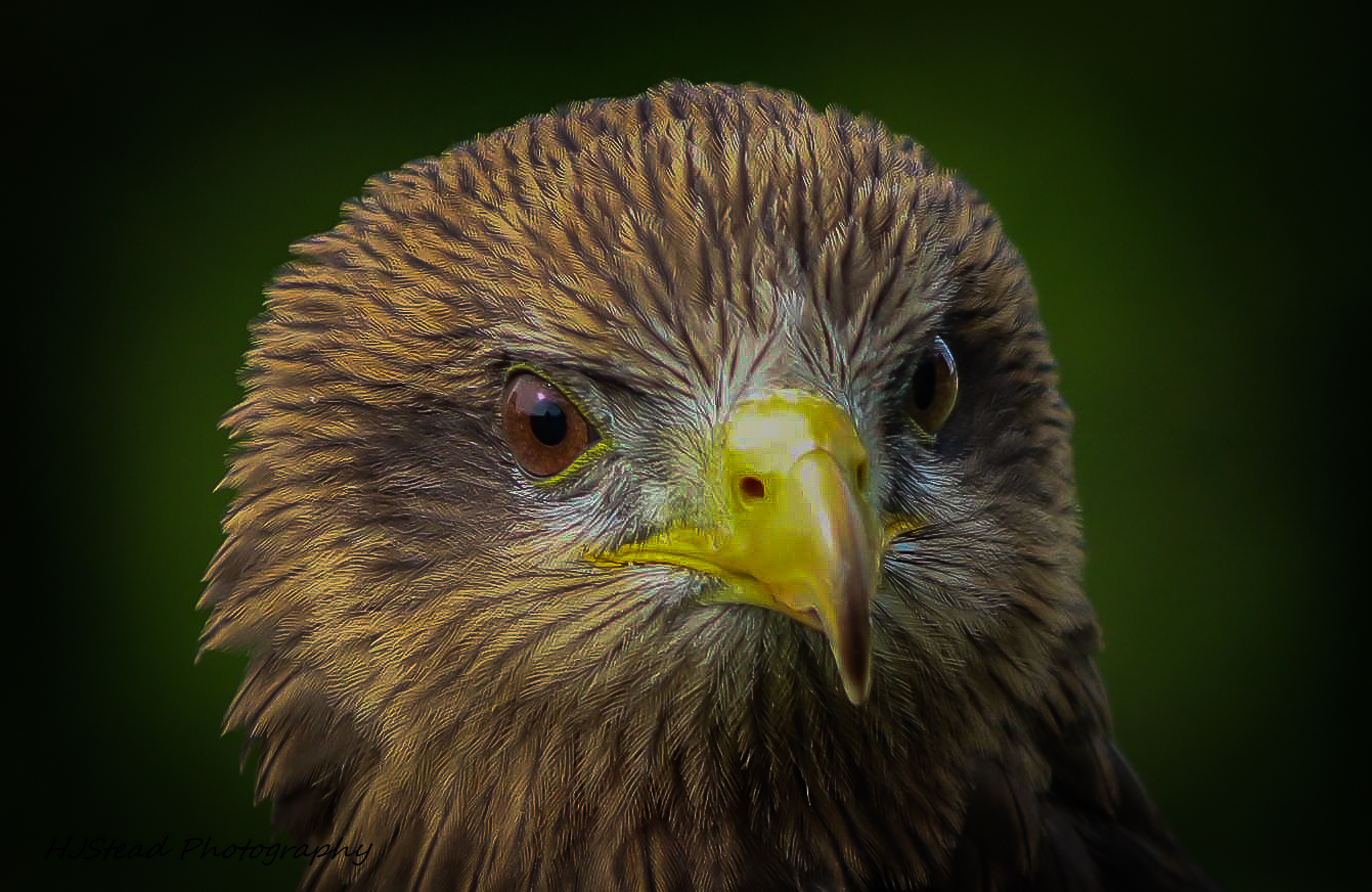 eagle bird prey beak yellow brown