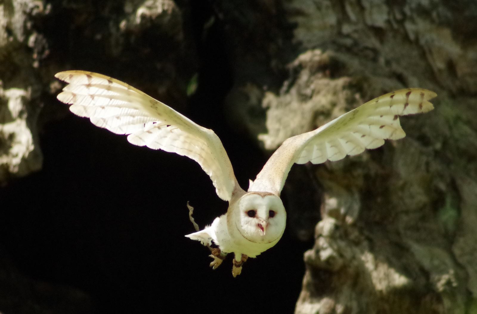 owl flight bird wings wildlife