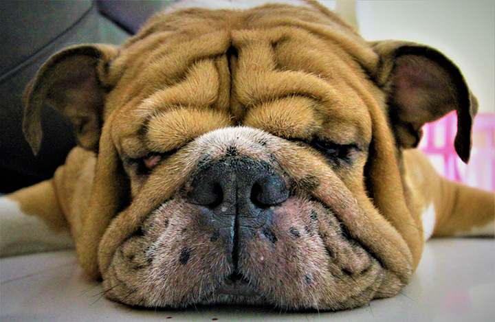 dog asleep pet bulldog tired eyes snout nose ears