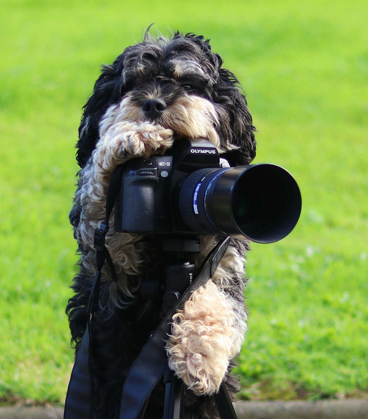 dog camera cute photographer olympus lens