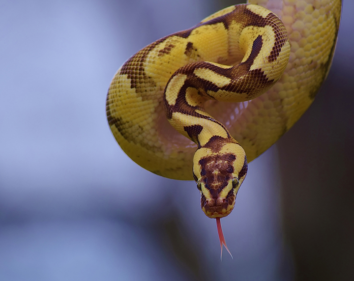 snake scales skin yellow coil portrait animal wild reptile