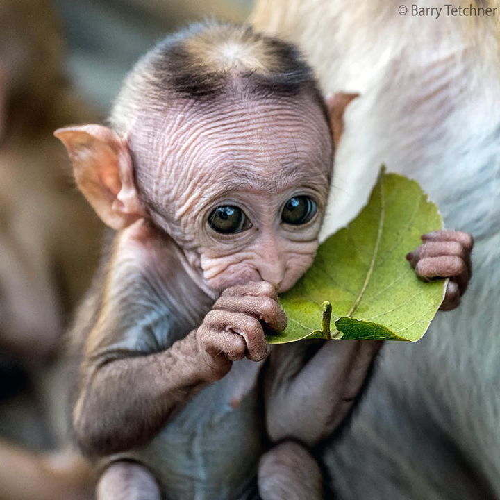 monkey leaves hairless skin wrinkle animal wild