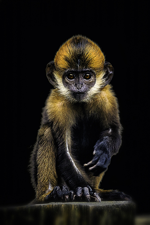 wild animal monkey yellow black portrait