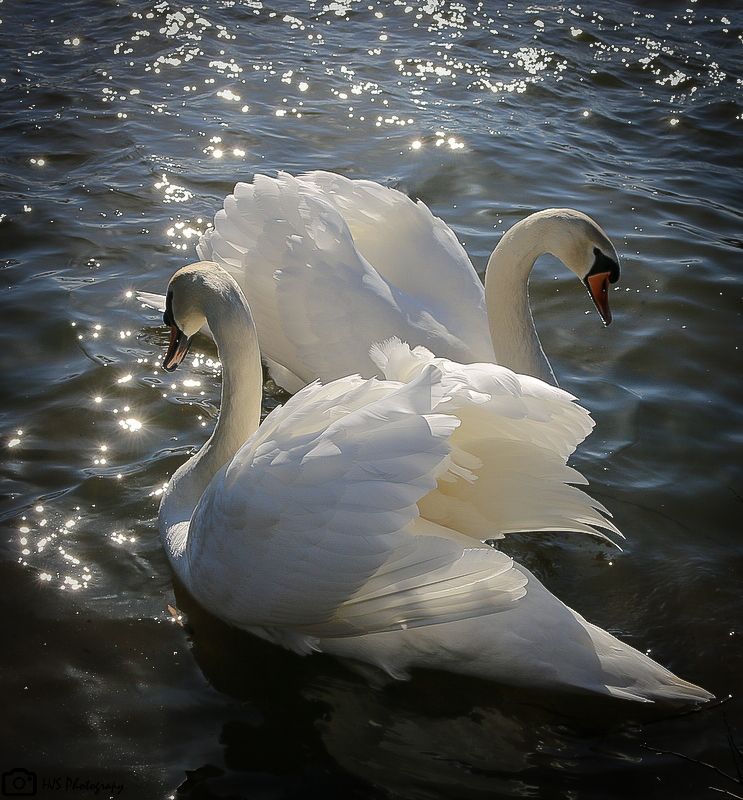 swans water pair wings