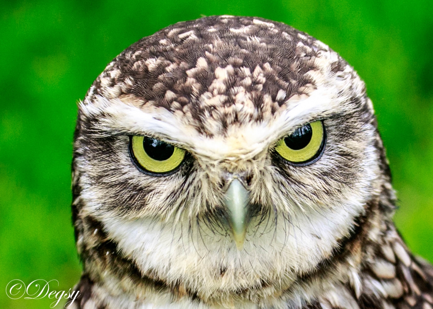 owl eyes fur green beak wildlife