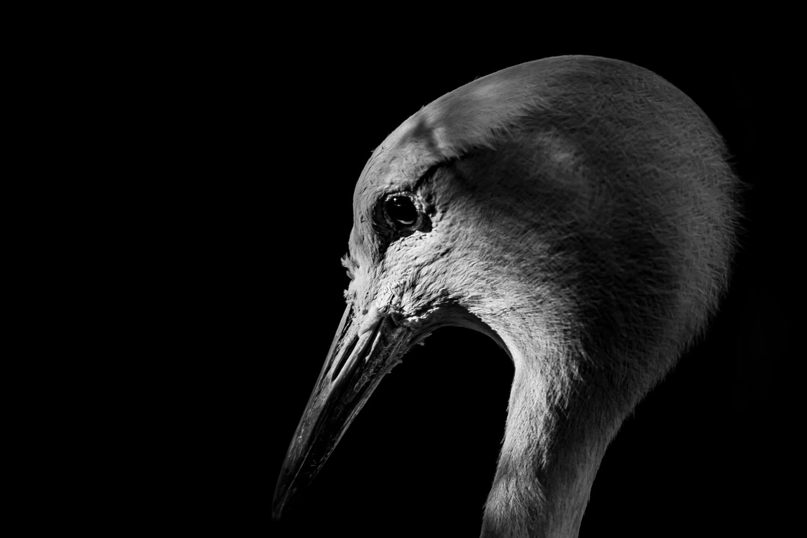 bird black and white beak lighting portrait profile