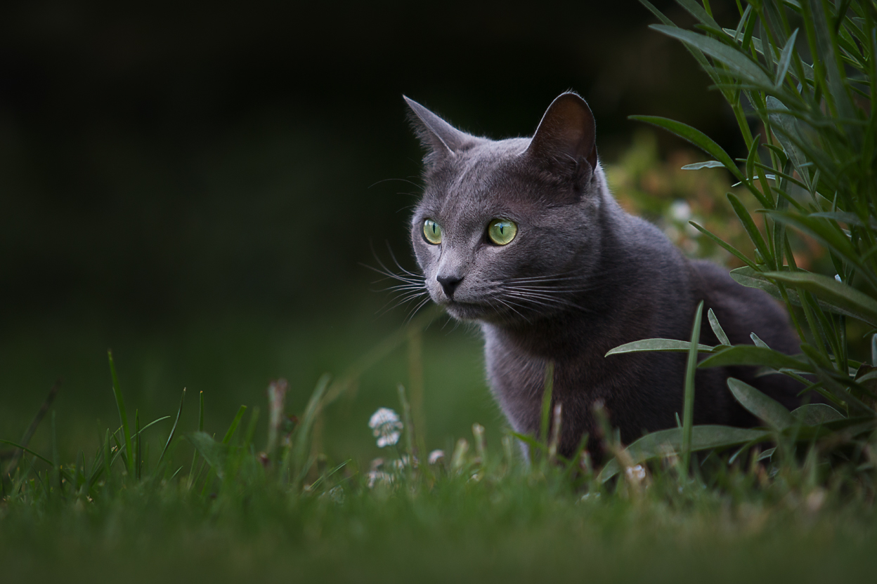 cat grass garden eyes feline watching waiting grey