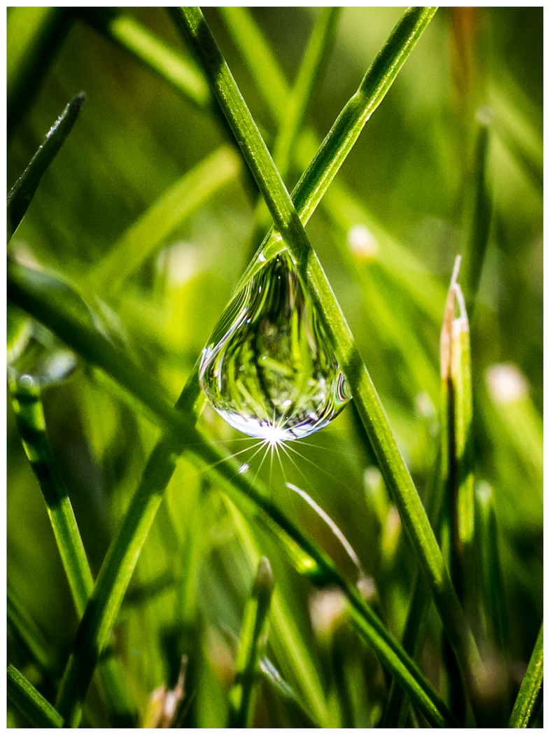 dew drop water leaves grass green sparkle shine