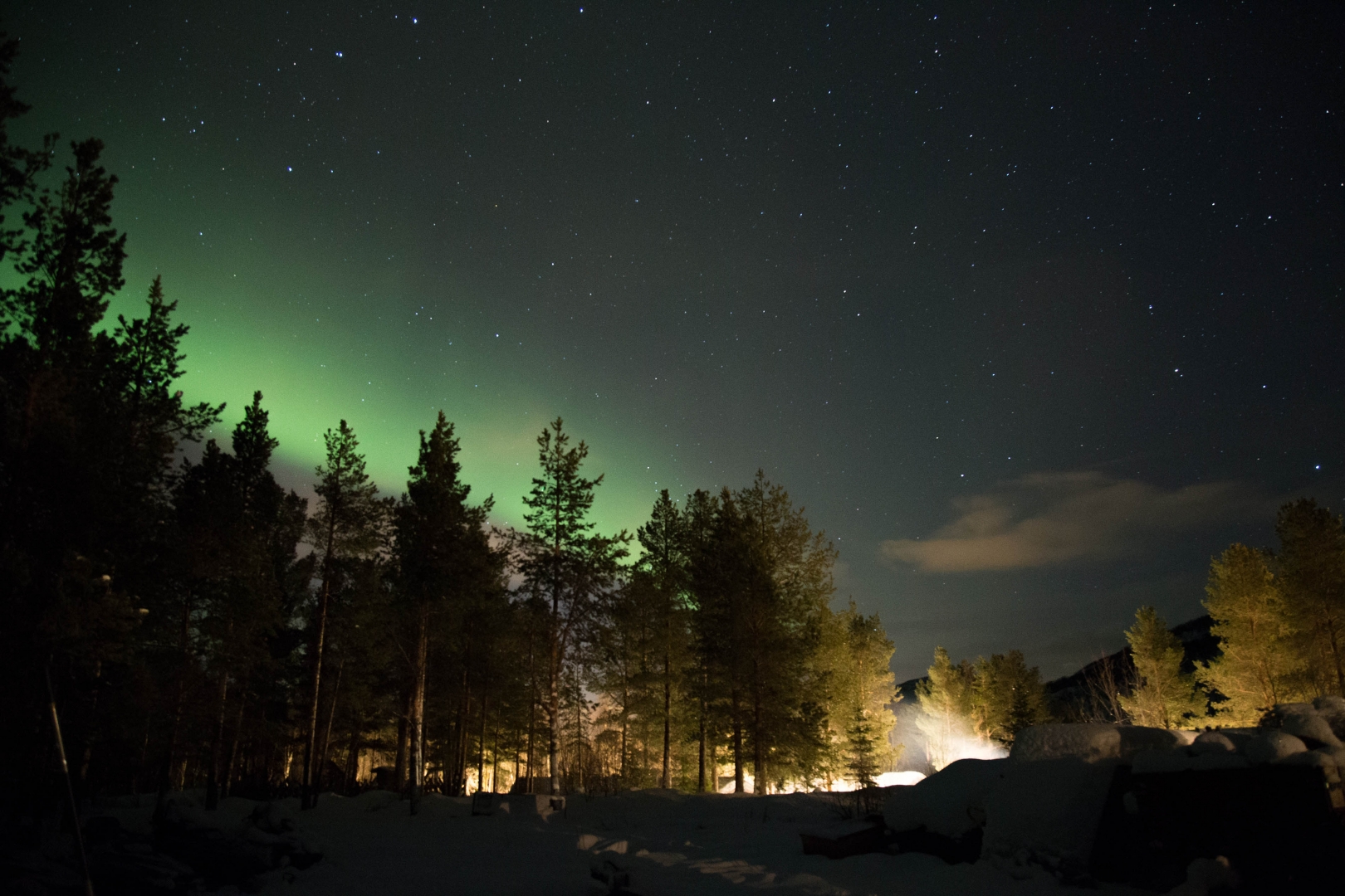 northern lights green sky star tree landscape