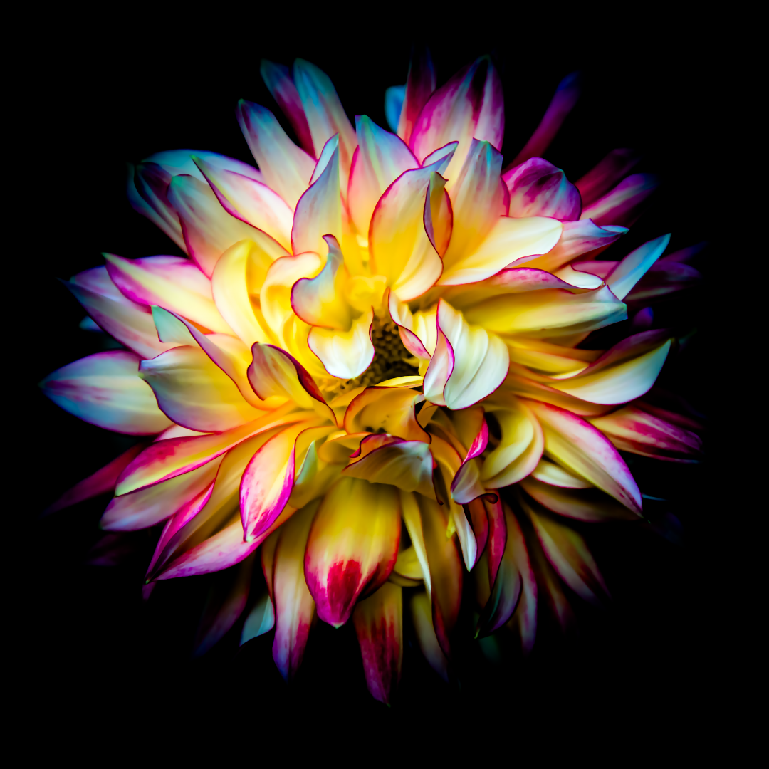 flower colour yellow pink macro bloom