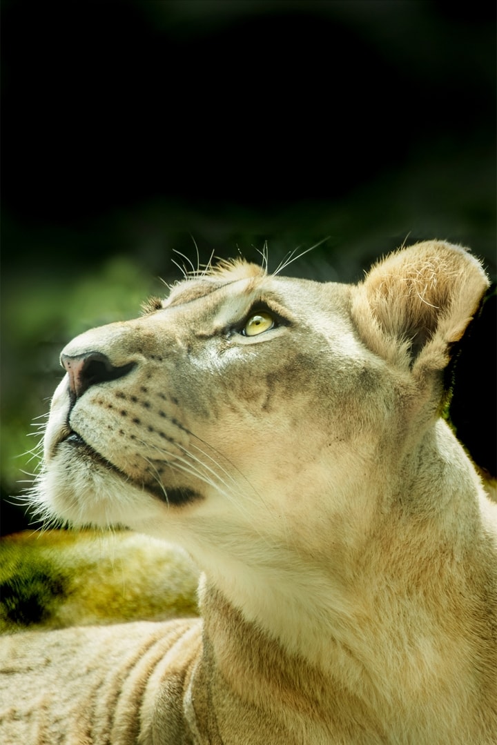 lioness lion female cat face portrait eyes wild animal