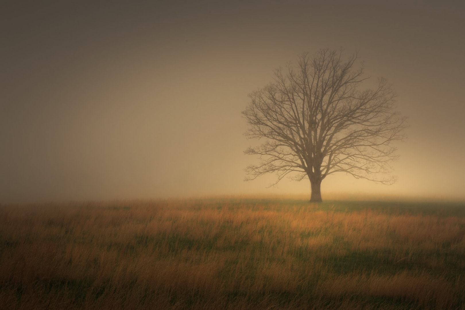 foggy tree mist orange