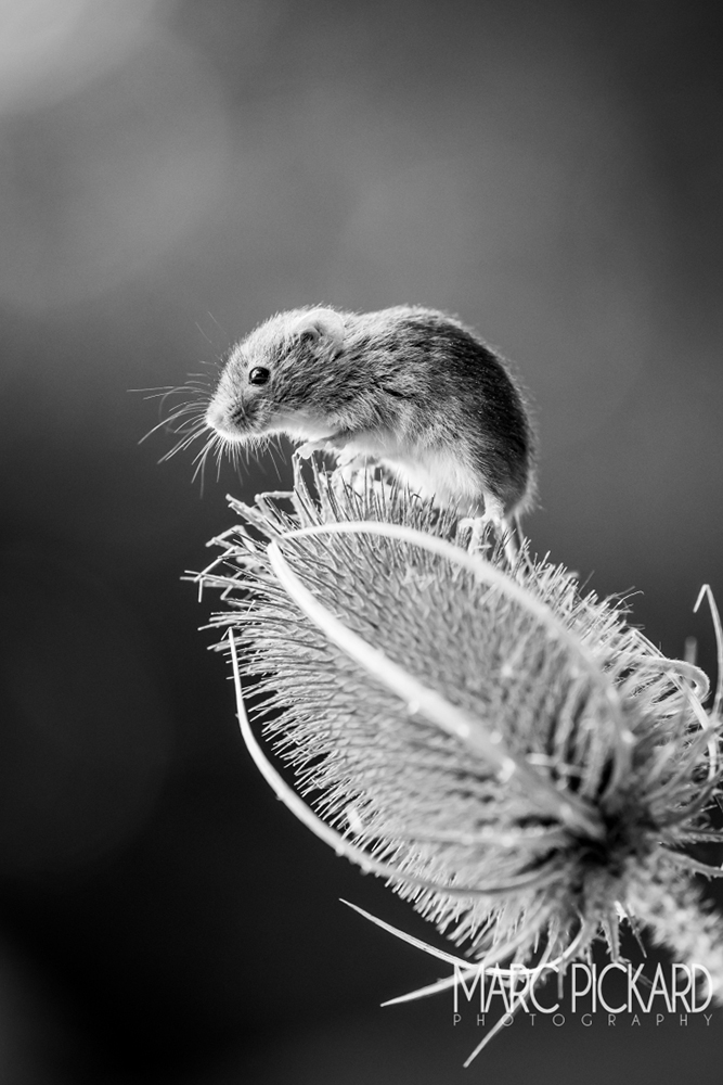 iphotography student image