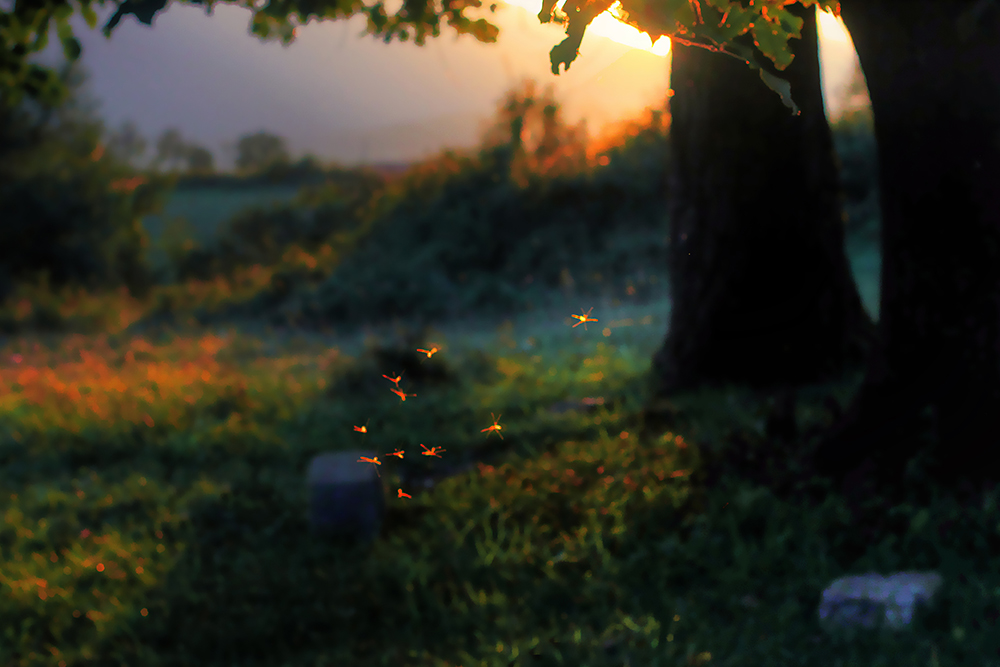 iphotography student image