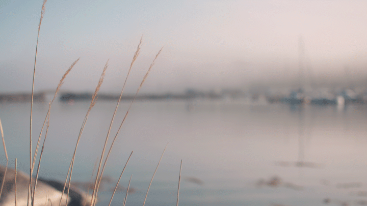 cinemagraph reeds water movement photoshop