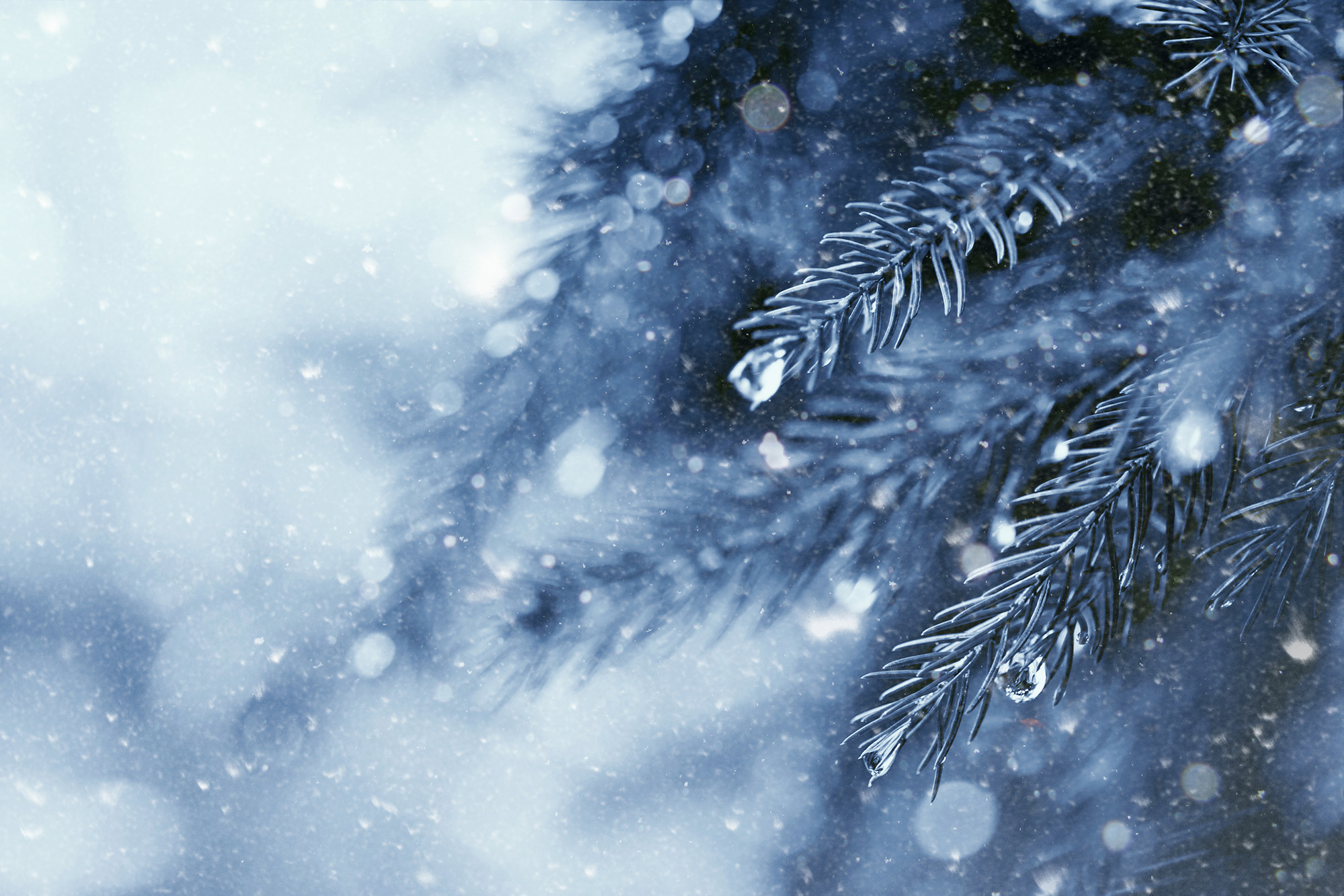 frosty morning dew winter water droplets snow ice
