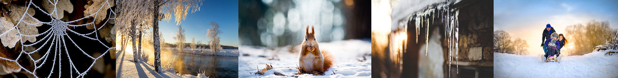 winter snow landscape squirrel family cold christmas trees cobweb frost