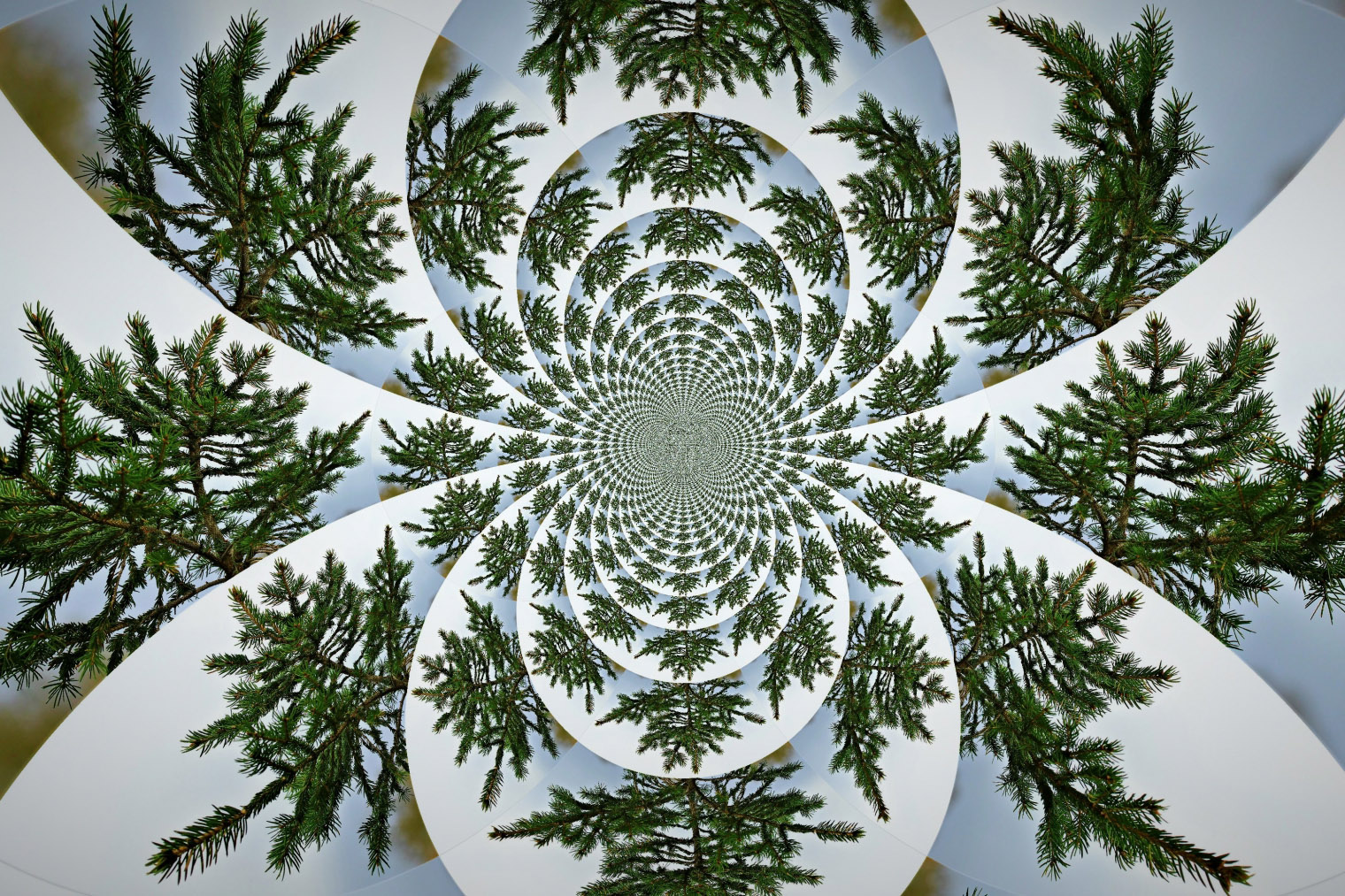 12 Days of Christmas Evergreen Noreen Thorn