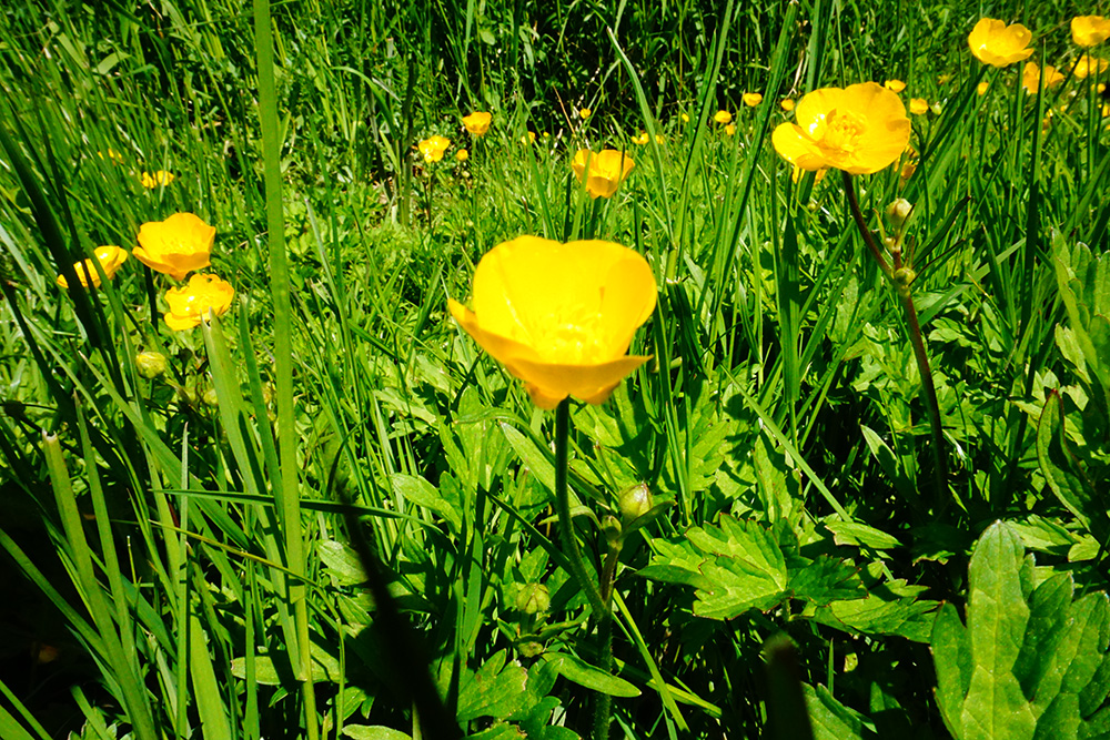 Toy Camera mode effect iphotography