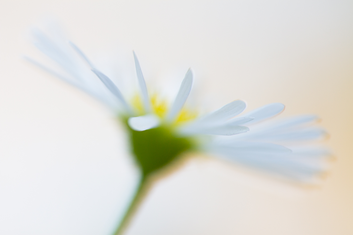 flower photography daisy white green yellow