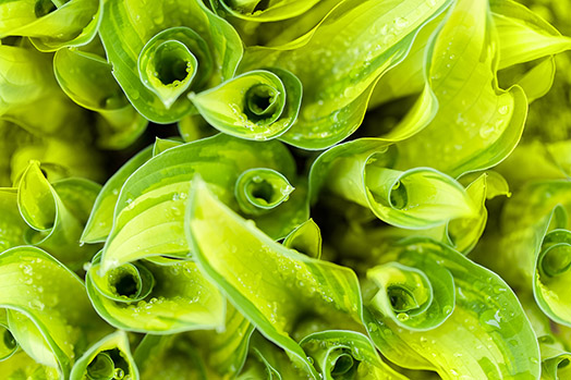 green nature patterns flowers macro photo walk